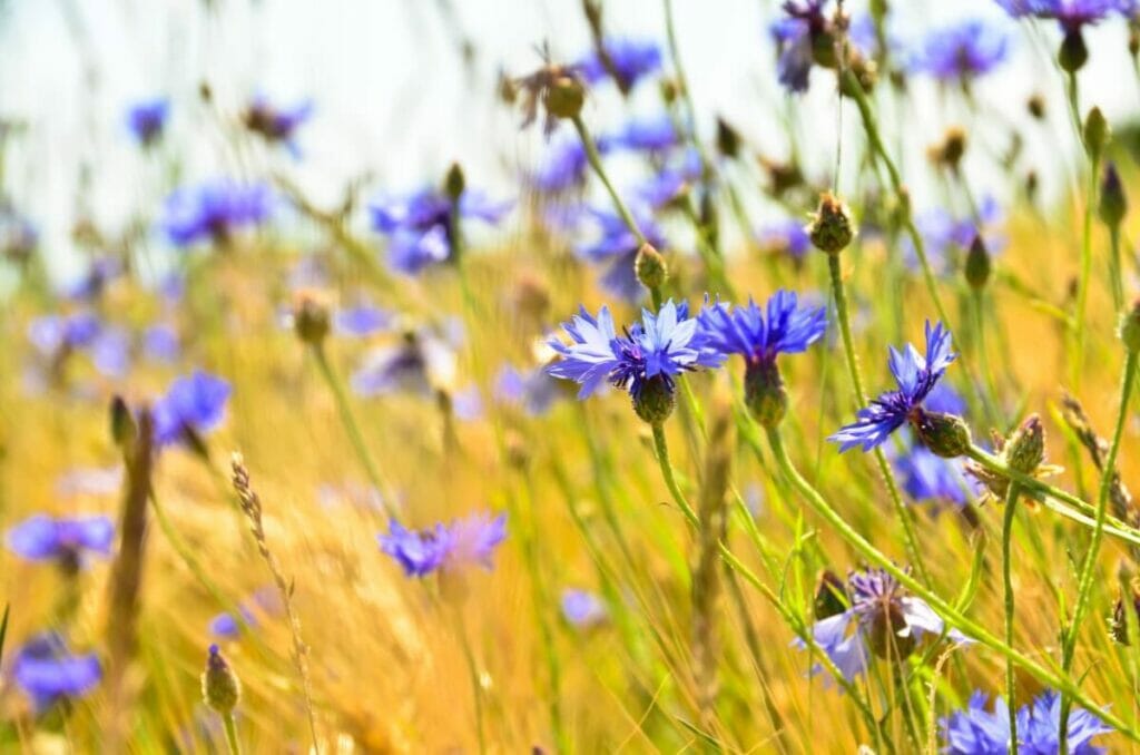 Les fleurs de bleuet dans la mythologie grecque