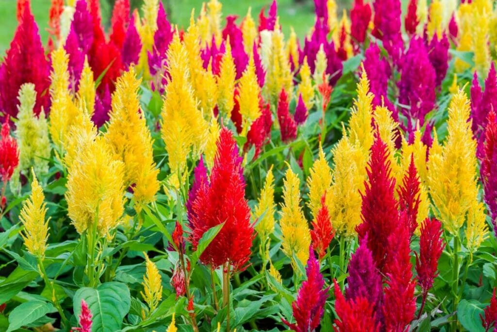A propos de Celosia Flowers