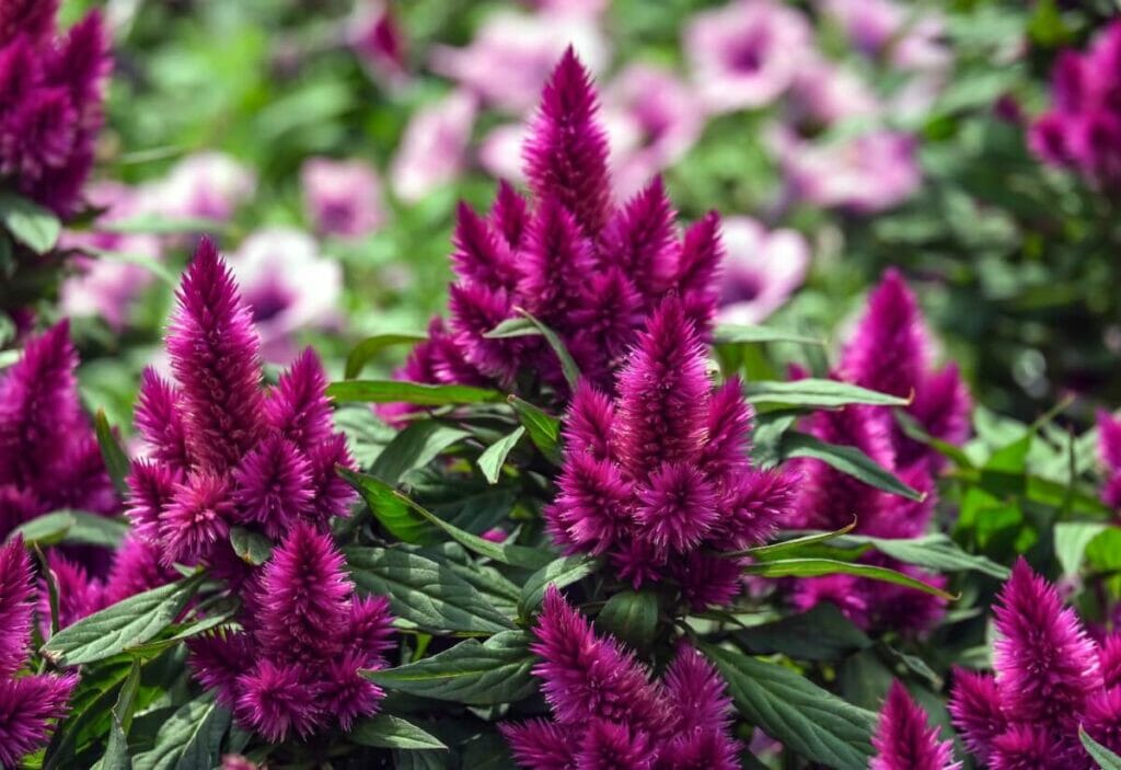 La signification et le symbolisme des fleurs de célosie