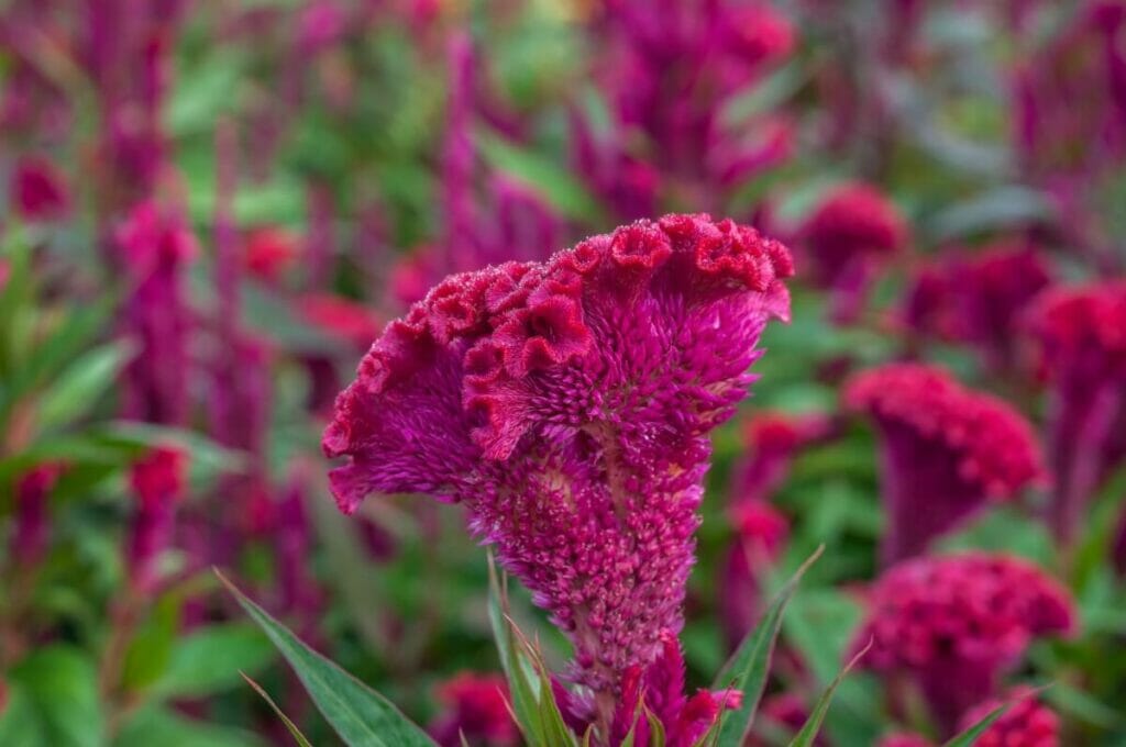 Fleurs de célosie pourpre