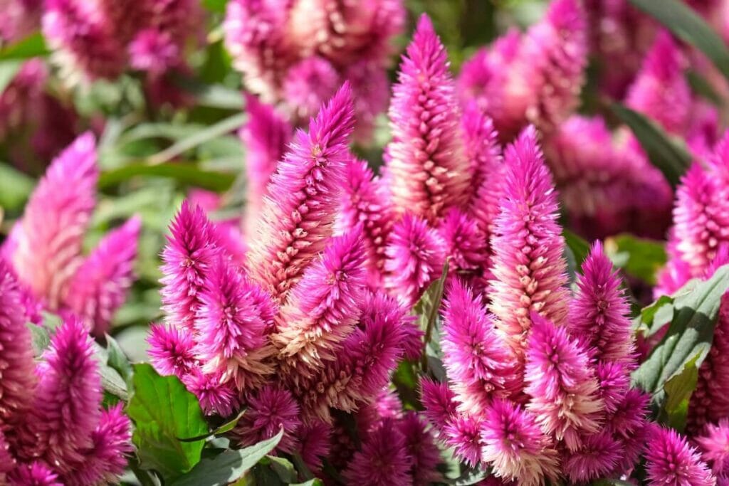 Fleurs de célosie rose