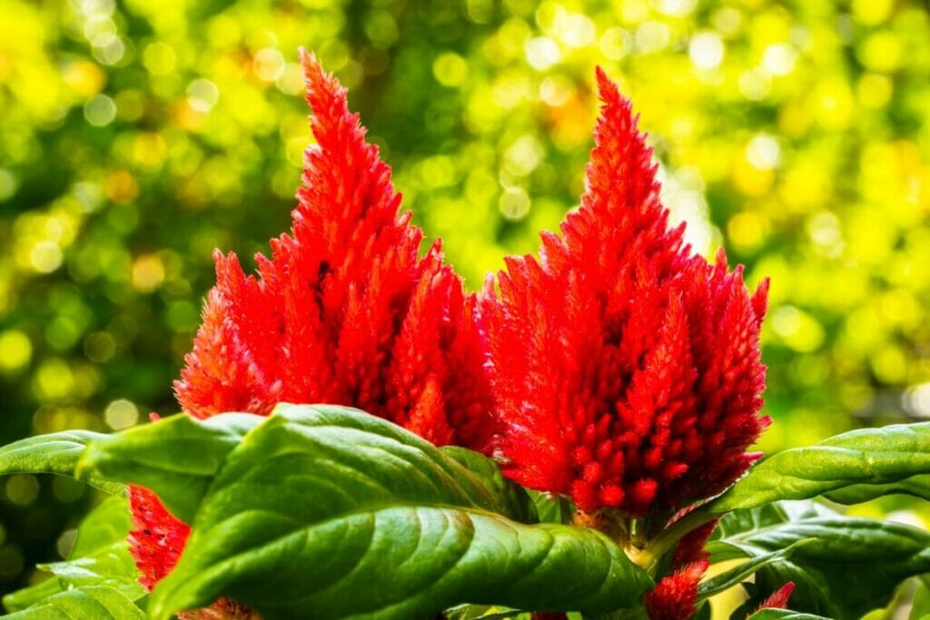 Fleurs de célosie rouge