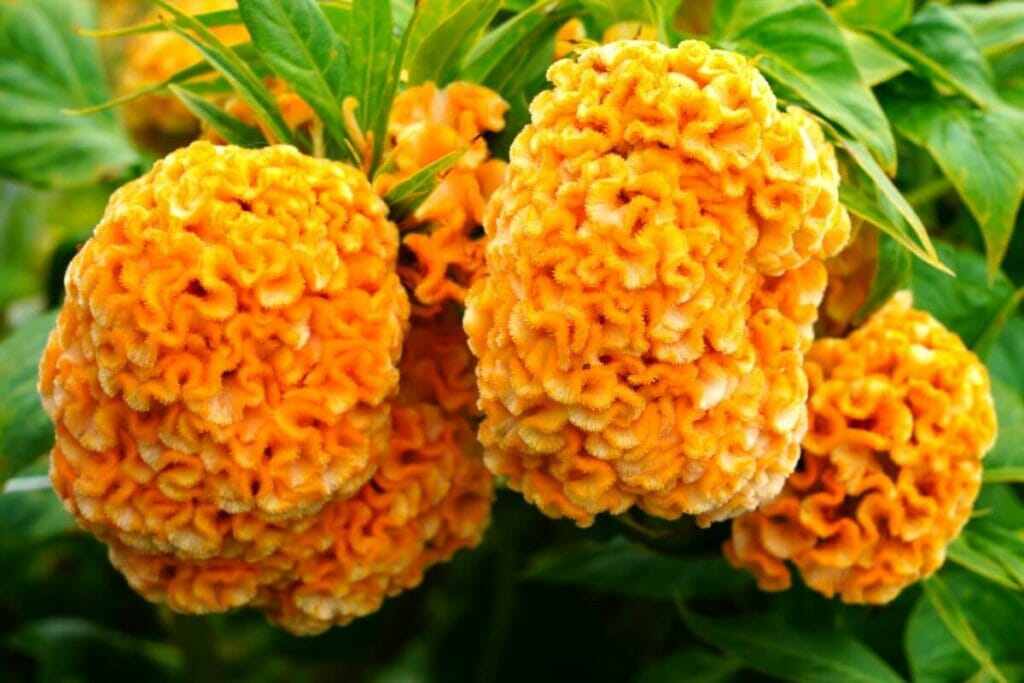 Fleurs de célosie orange