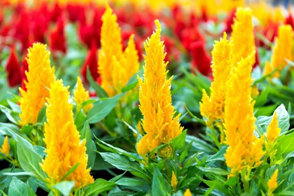 Fleurs de célosie jaune
