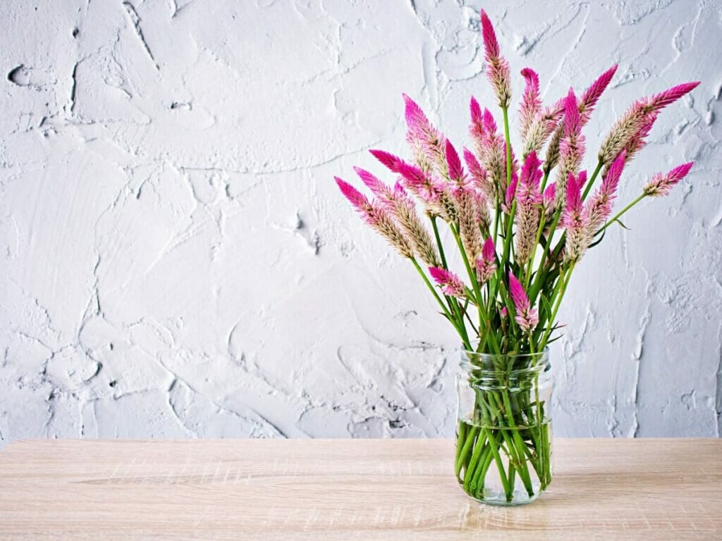 Occasions de cadeaux appropriées pour les fleurs de célosie