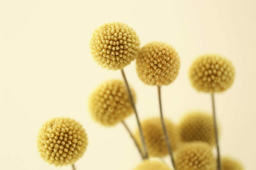 La signification, le symbolisme et l'importance culturelle des fleurs de Craspedia