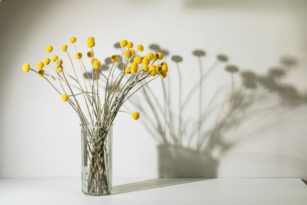 Occasions de cadeaux appropriées pour les fleurs Craspedia