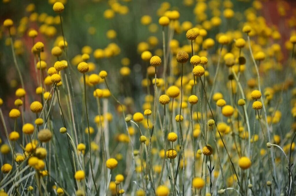A propos de Craspedia Flowers