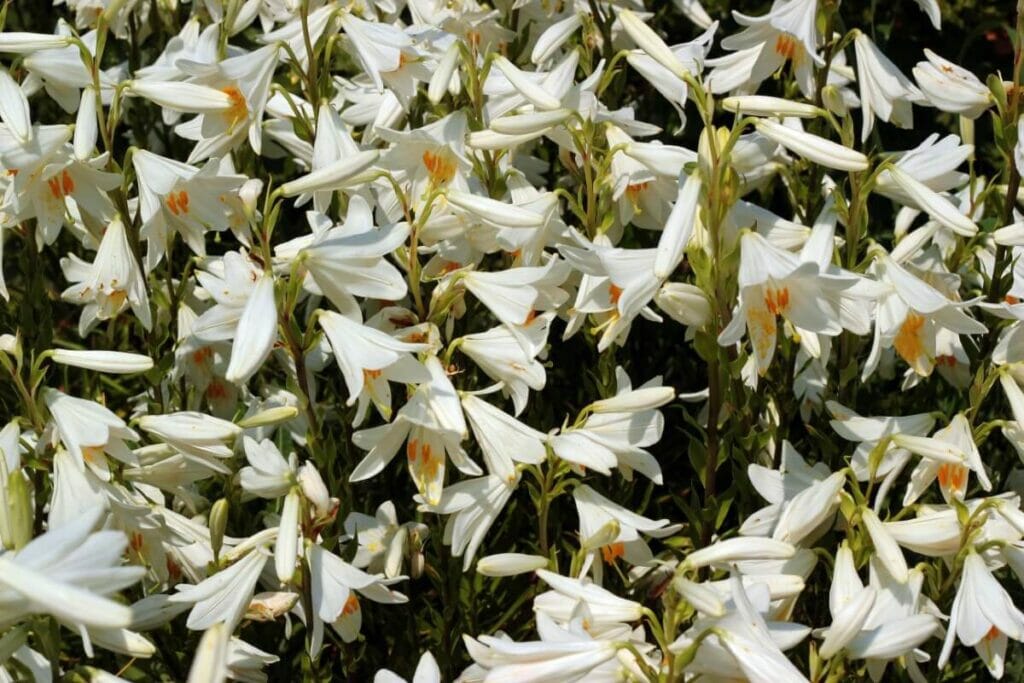 Types, espèces et cultivars populaires