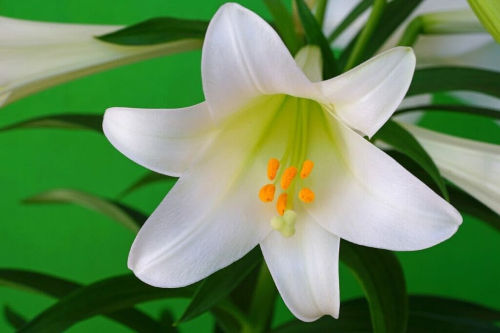 Occasions de cadeaux appropriées pour les fleurs de lys de Pâques