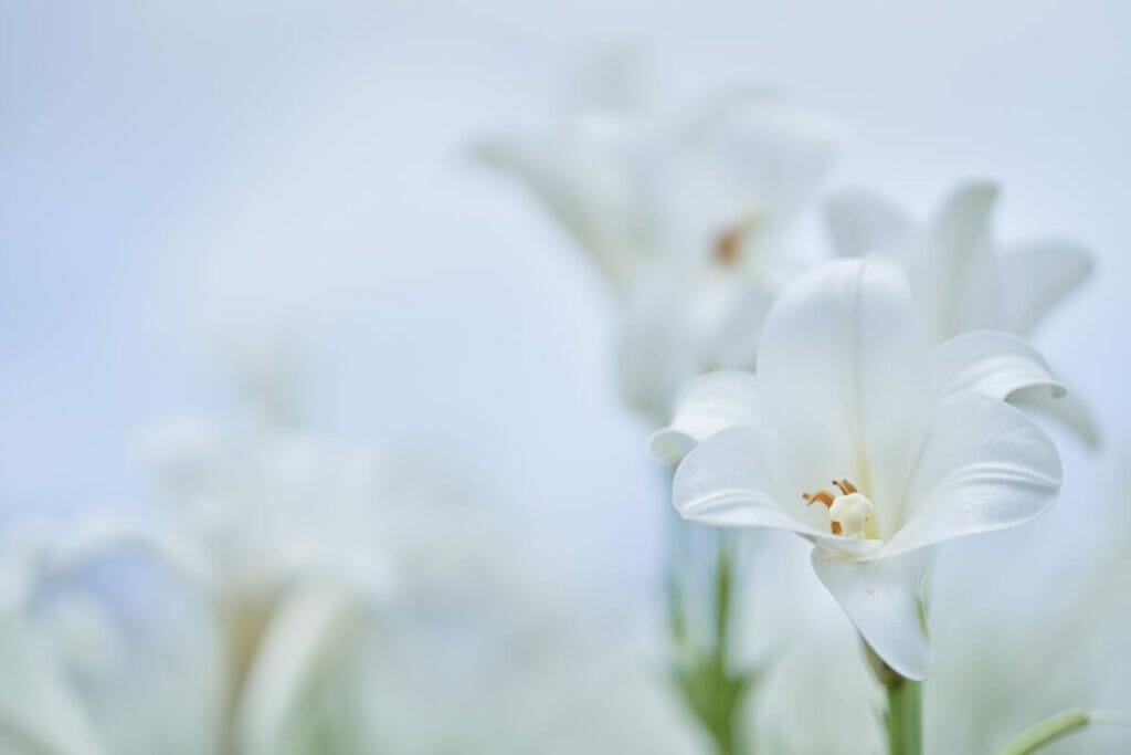 Signification et symbolisme du lys de Pâques dans le christianisme
