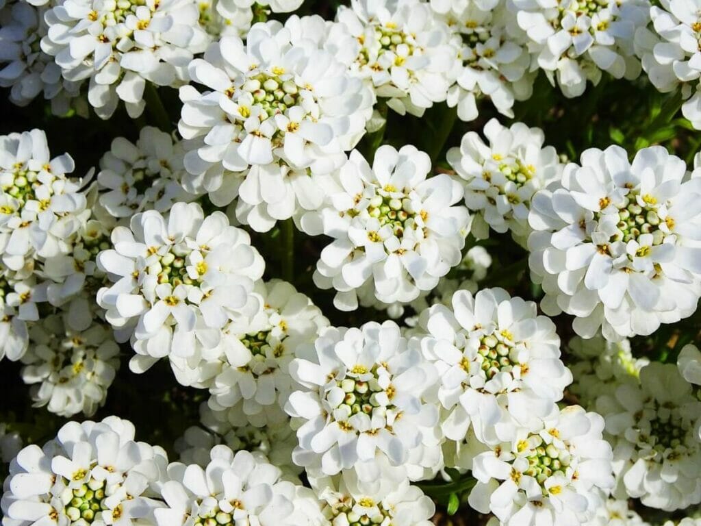 A propos de Candytuft (Iberis)