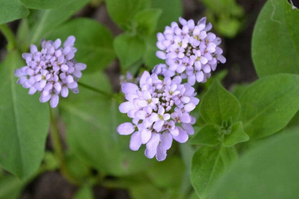 Types, espèces et cultivars populaires