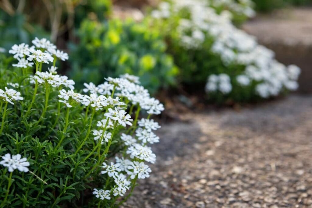 Quelle est la saison des fleurs de Candytuft ?