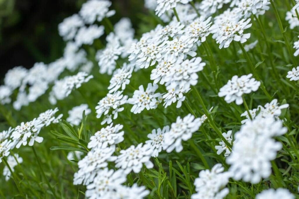 Occasions de cadeaux appropriées pour Candytuft (Iberis)