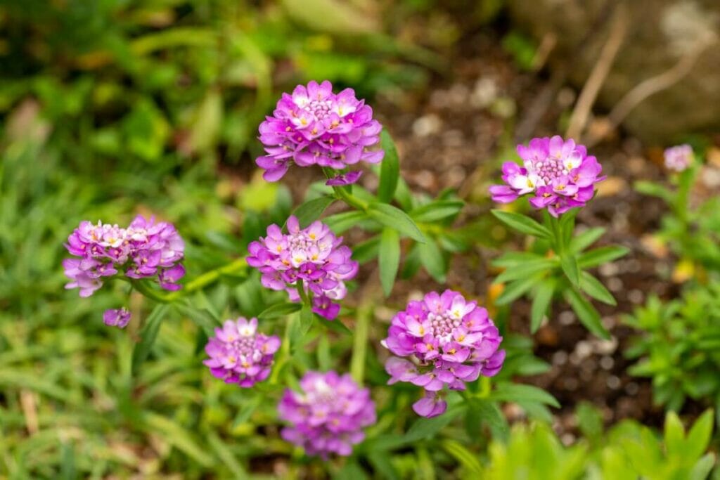 La signification, le symbolisme et l'importance culturelle des fleurs de Candytuft