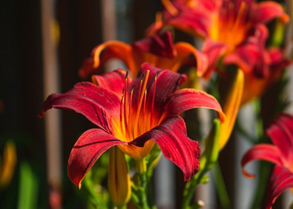 Histoire et signification des fleurs de lys