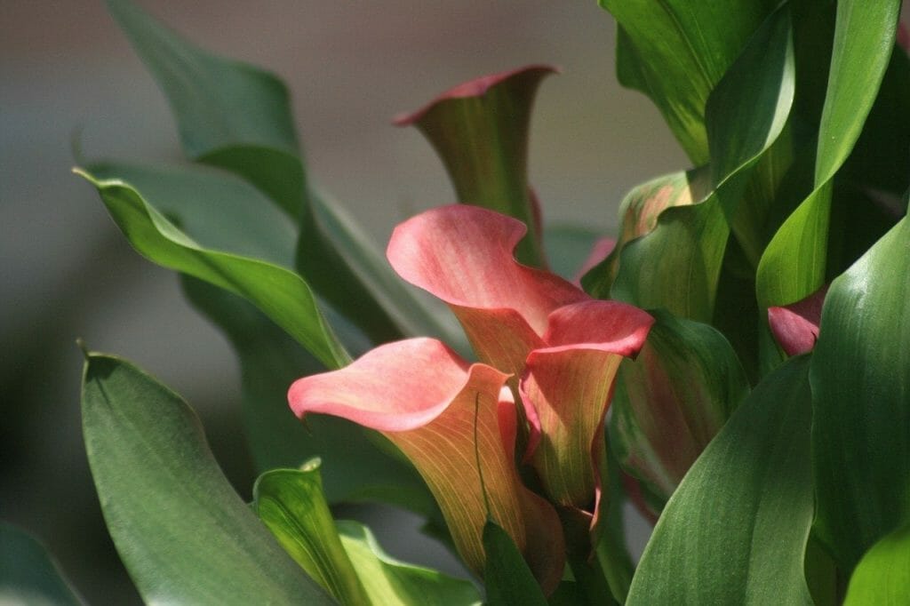Lys Calla