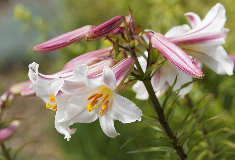 Lys Trompette Royale