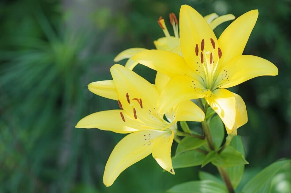 Lilium Yelloween Lys