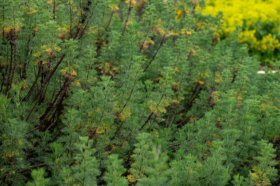 A propos de Southernwood (Artemisia abrotanum)