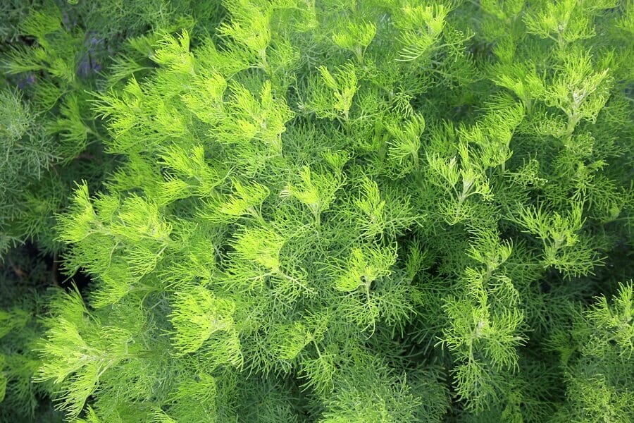 Signification et symbolisme de la fleur de Southernwood