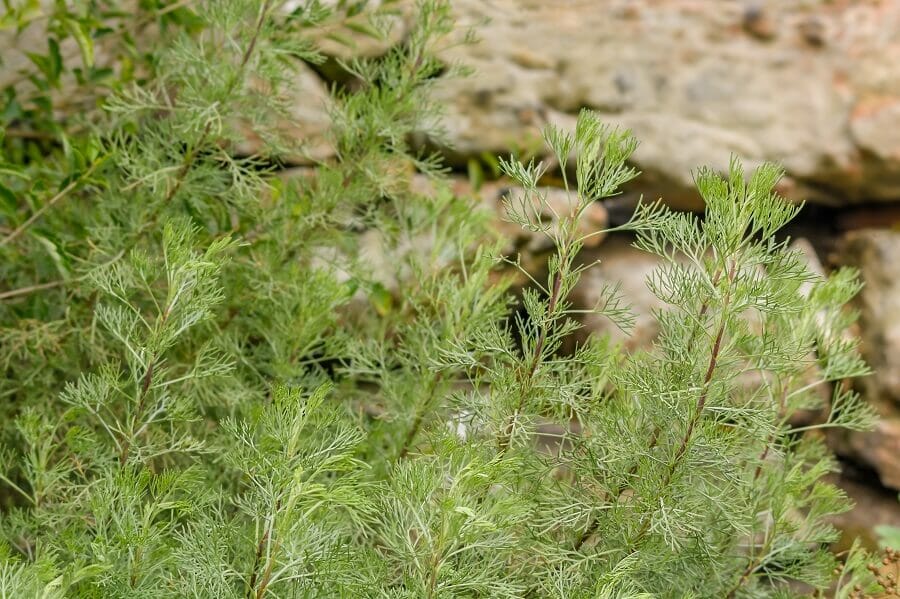 Quelles sont les régions où les fleurs de Southernwood sont originaires ?