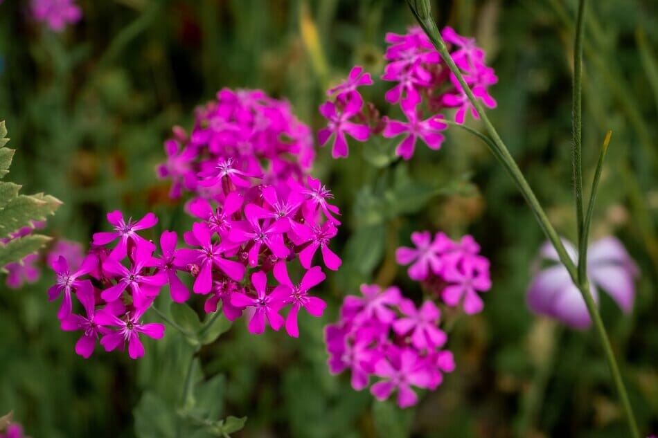 Les utilisations et les bienfaits des fleurs de Catchfly