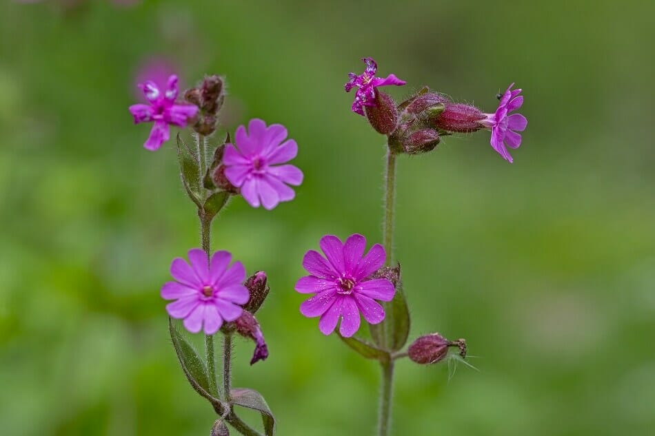 Signification et symbolisme des fleurs de Catchfly
