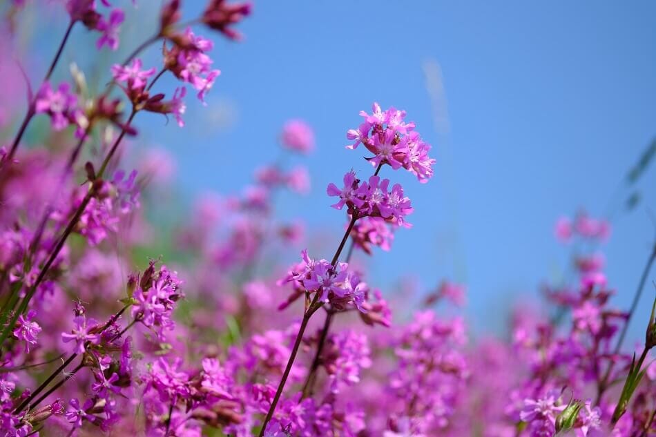 A propos de Catchfly Flowers (Silene)