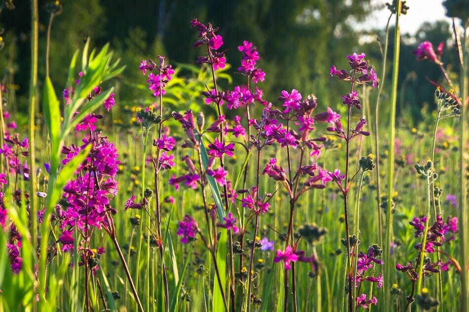 Comment cultiver et prendre soin des fleurs d'attrape-mouches à la maison