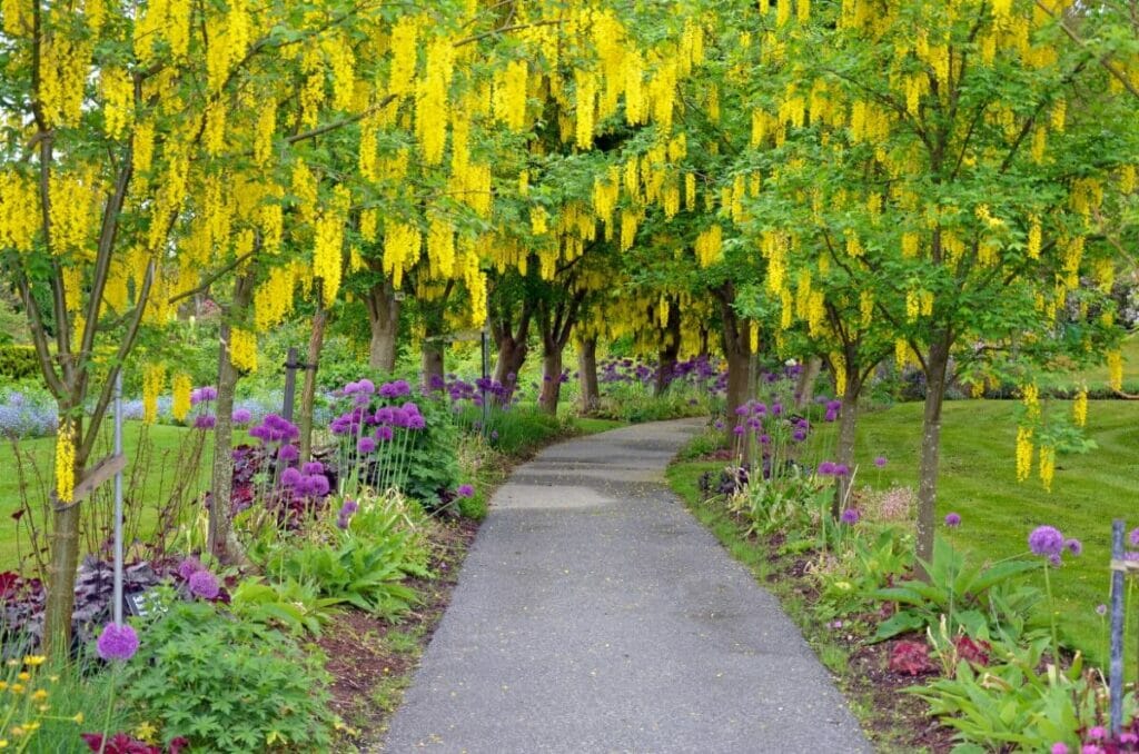 A propos de Laburnum (arbre à chaîne dorée)