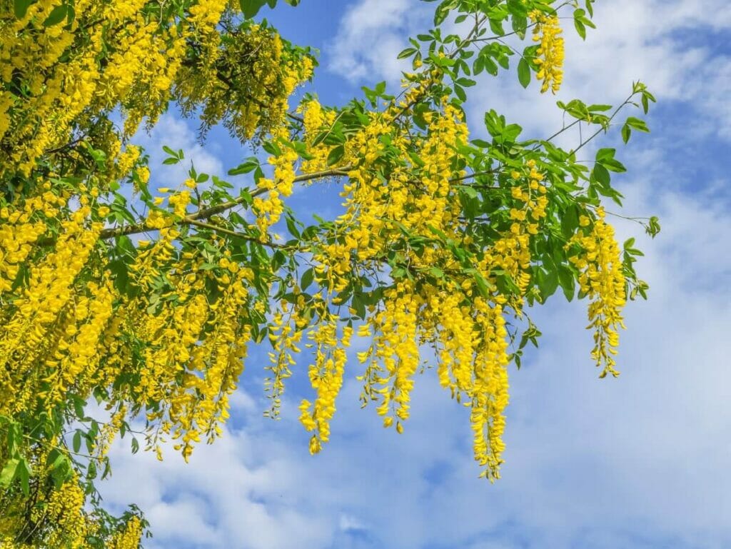 Histoire et origines des fleurs de laurier