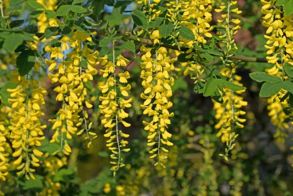 La signification, le symbolisme et l'importance culturelle du Laburnum (arbre à chaîne dorée)