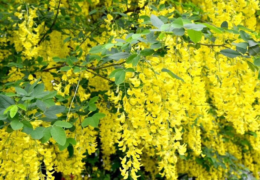 Utilisations et bienfaits du Laburnum (arbre à chaîne dorée)