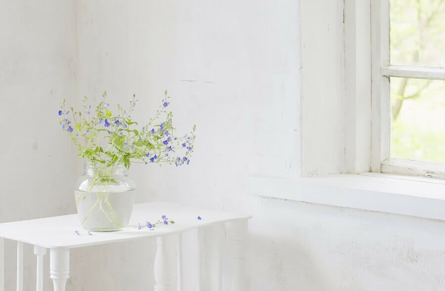 Occasions de cadeaux appropriées pour les fleurs de véronique Speedwell