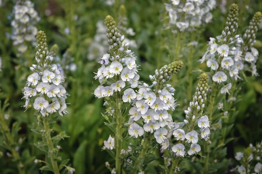 Types populaires de fleurs de véronique