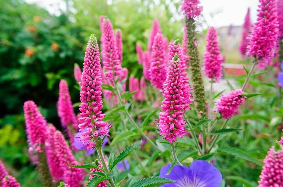 Signification et symbolisme de la fleur de véronique