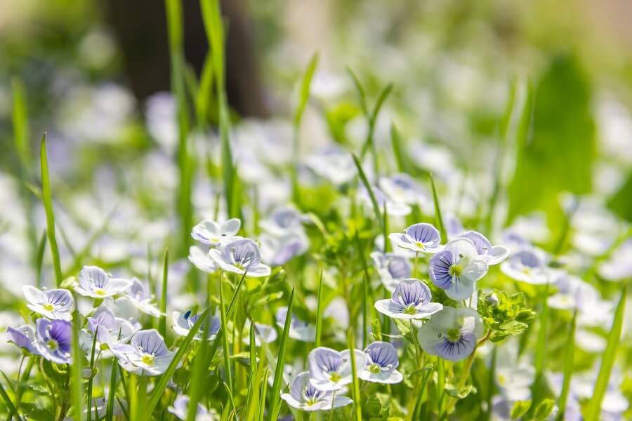 L'importance culturelle des fleurs de véronique