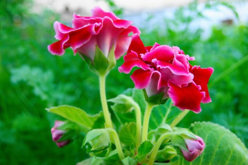 Signification de la fleur Gloxinia en numérologie
