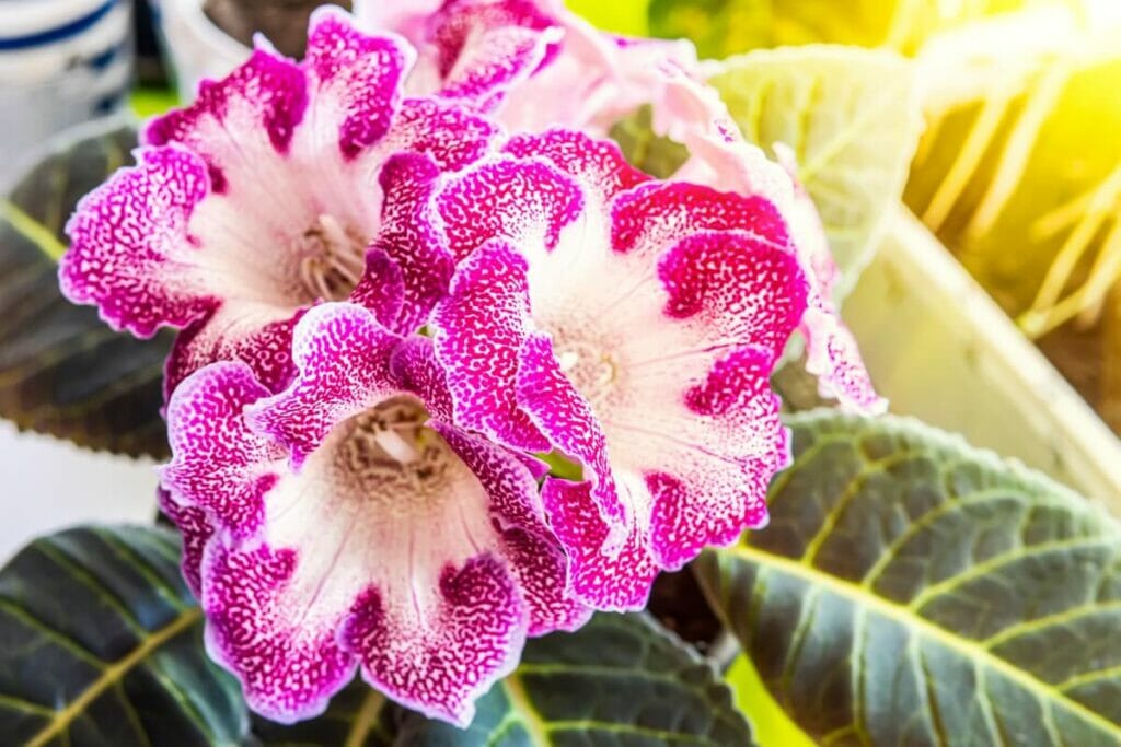 Quand les fleurs de Gloxinia sont-elles de saison ?