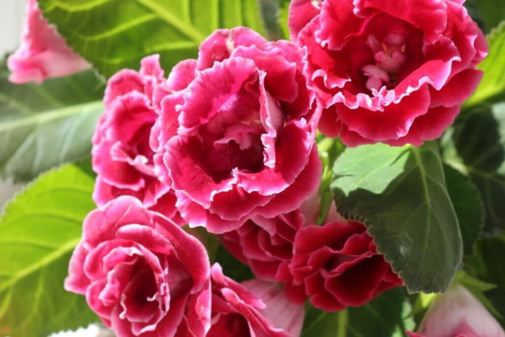 Histoire et origines des fleurs de gloxinia