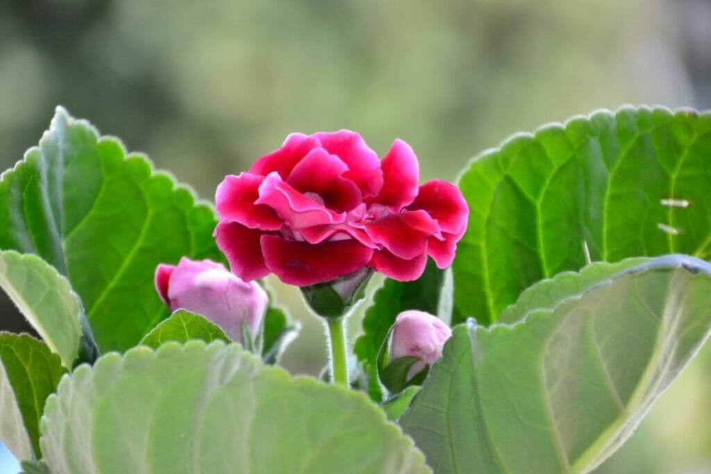 Signification et symbolisme de la fleur de Gloxinia dans la floriographie