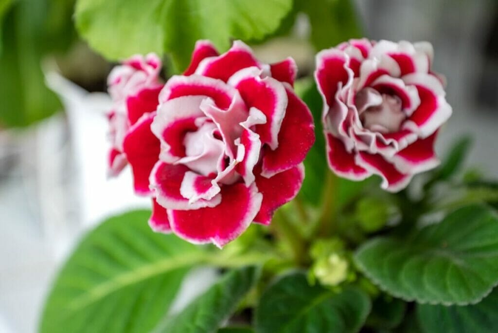 Types, espèces et cultivars populaires