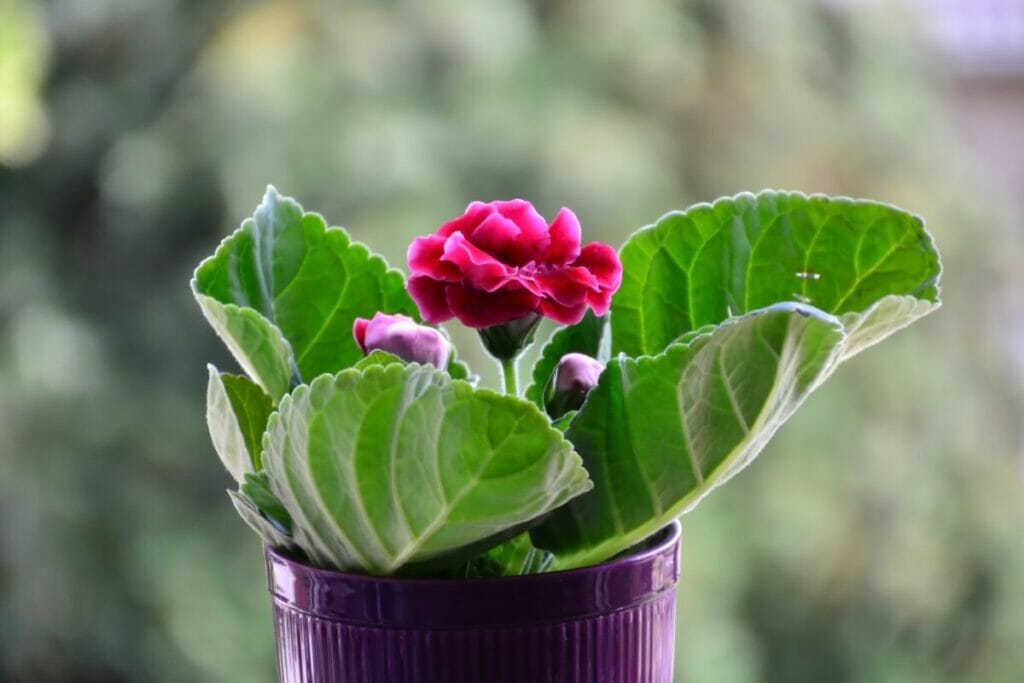 Occasions de cadeaux appropriées pour les fleurs de Gloxinia