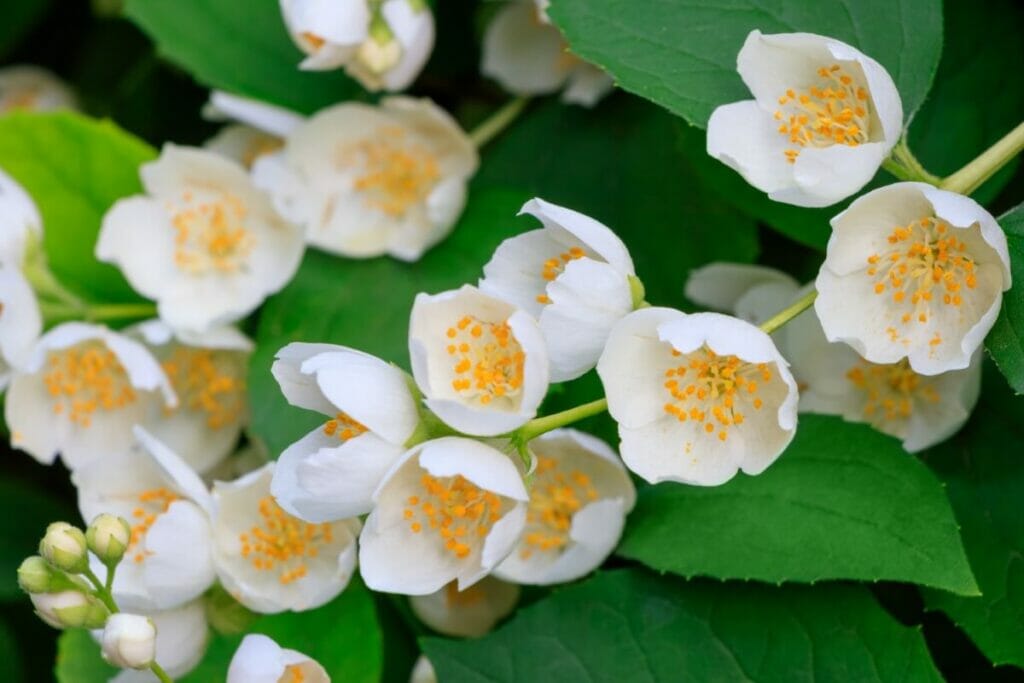 La signification, le symbolisme et l'importance culturelle de Mock Orange 