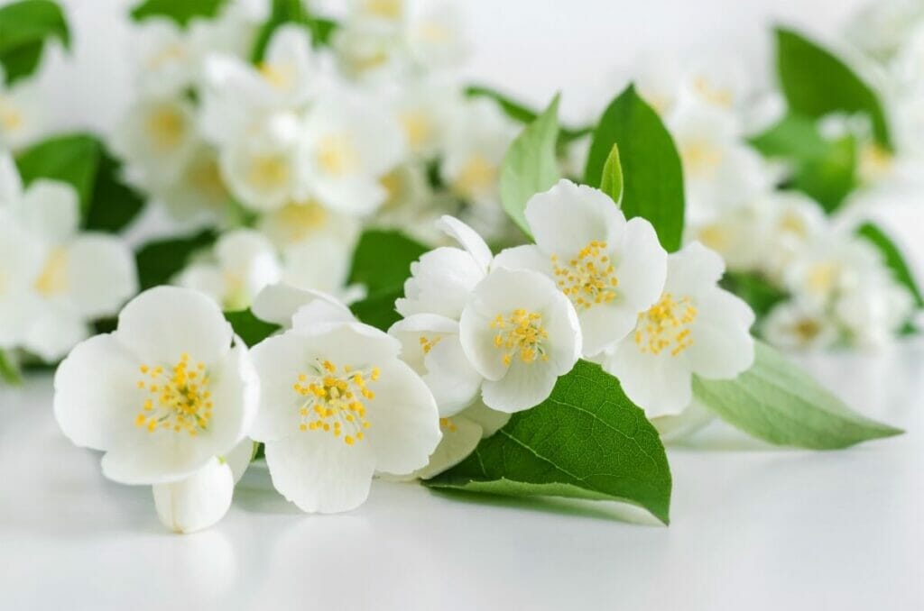 Utilisation dans les bouquets de mariage