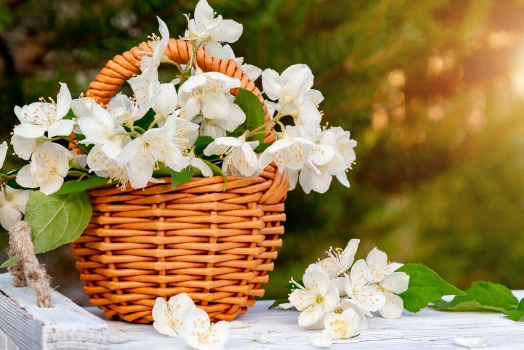 Occasions de cadeaux appropriées pour les fleurs d'oranger fantaisie
