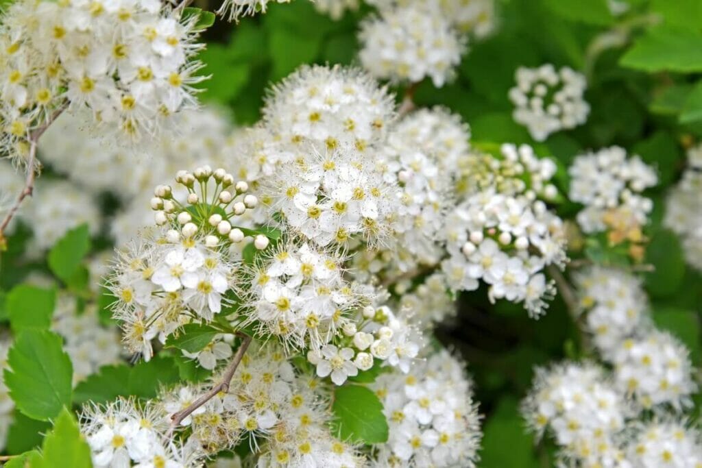 A propos de la Reine des prés (Filipendula ulmaria)