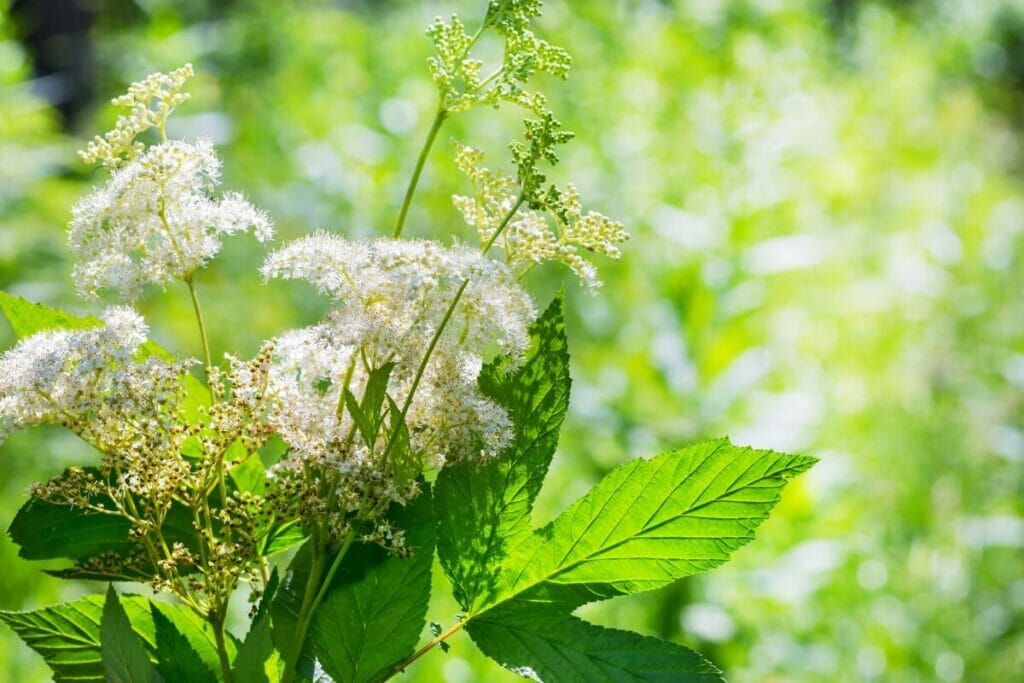 La signification, le symbolisme et l'importance culturelle de la reine des prés (Filipendula ulmaria)